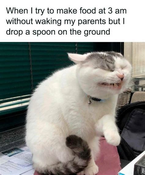 Hilarious Animal Memes 2024 Gabie Jocelyn