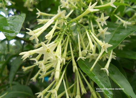 Jasmine Night Blooming Cestrum Nocturnum Plant Fragrant Green White