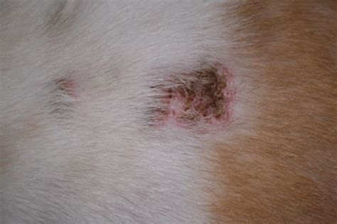 My English Bulldog 5 Yrs Old Is Having Skin Problems Which Look Like