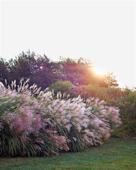 Ornamental Grass Is A Low Maintenance Drought Resistant Plant Wonder