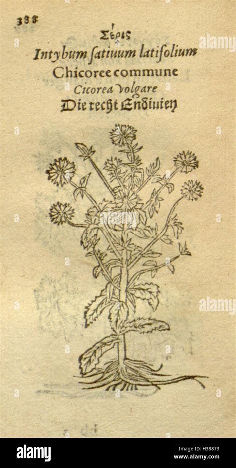 Plantarum Effigies Page 388 Bhl81 Stock Photo Alamy