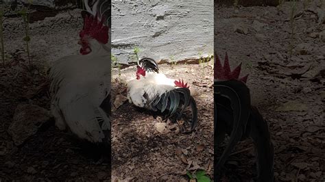 From a very early age, chickens enjoy tossing bedding up into their feathers and settling down into the shallow ditches they have made. Chicken dust bath - YouTube