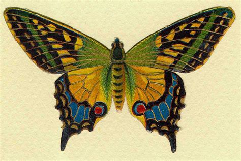 Cards Scrapbooking And Art Free Vintage Butterfly Images