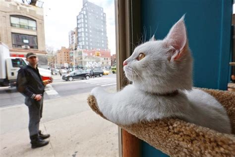 Madeline weinstein was reaching for the top of the shelves at meow parlour, new york's new cat cafe, going for the ultimate prize: Cat cafe in New York