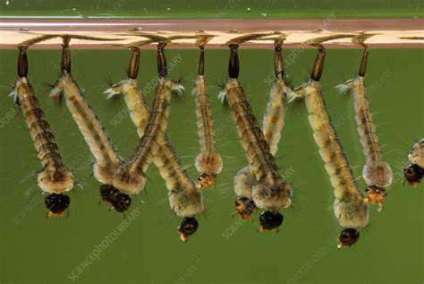 Mosquito Larvae Stock Image Z3410339 Science Photo Library