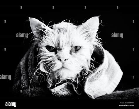 Cat After A Bath Stock Photo Alamy