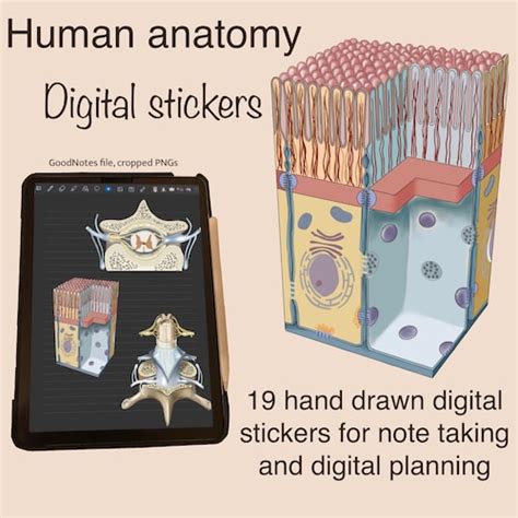 Biology Digital Stickers For Planning Note Taking Studying Etsy