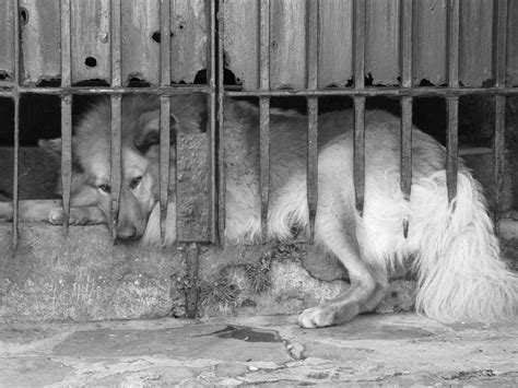 Animal Cruelty Laws Be The Voice They Wish They Had