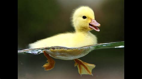 Hermosos Patitos Bebe Beautiful Baby Ducks Youtube