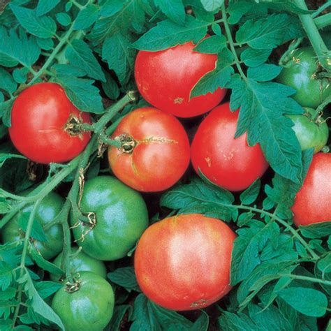 Arkansas Traveler Tomato Medium Large Tomato Seeds Totally Tomatoes