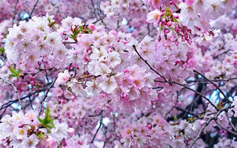 壁紙 美しい桜、春、木 2880x1800 Hd 無料のデスクトップの背景 画像