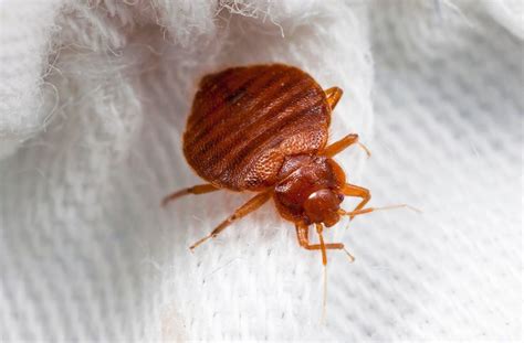 Why Do Bed Bugs Keep Coming Back Sigma Pest Control