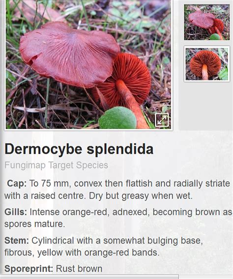 I welcome the way they can bring the pleasures of connecting with plants to a wider audience, but think there is a danger that some foragers place too much faith in their accuracy. 3 step mushroom identification with FungiOz app - FungiOz ...