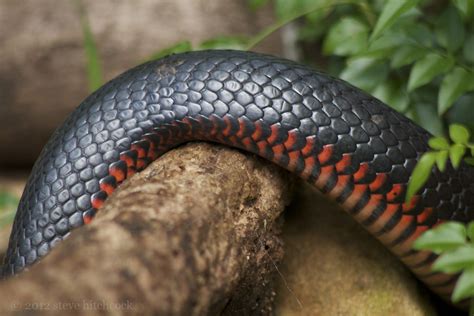 Adults have a black body with a white chin and throat and a white or pale yellow belly. Red-belly Black Snake - Pseudechis porphyriacus | Steve ...