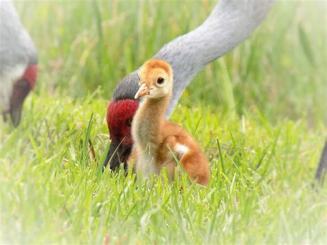 Nature's Canvas, A Closer Look