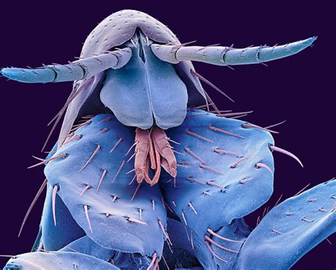 Insectes Au Microscope électronique