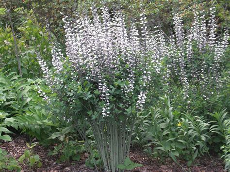 White Wild Indigo Plant It Wild Native Michigan Plants