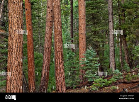 Forest Of Mixed Conifer Trees Ponderosa Pines Douglas Fir And Stock