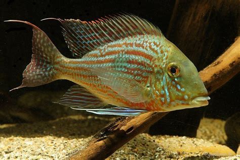 Cu�l es el compromiso de loter�a de rio negro. Pin auf Freshwater Aquariums and Fish