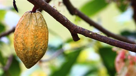 Researchers Discuss Cocoa R4d Strategy In Iita Cameroon