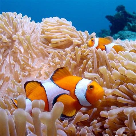 Original Diving On Instagram The Partnership Between Clownfish And