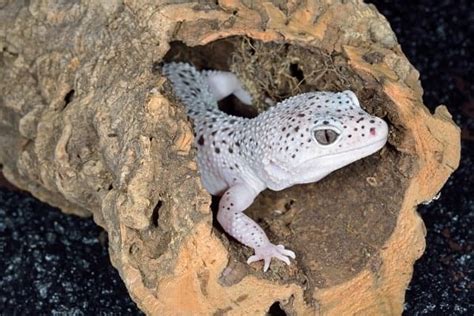 10 Baby Leopard Gecko Care And Feeding Tips For Beginners