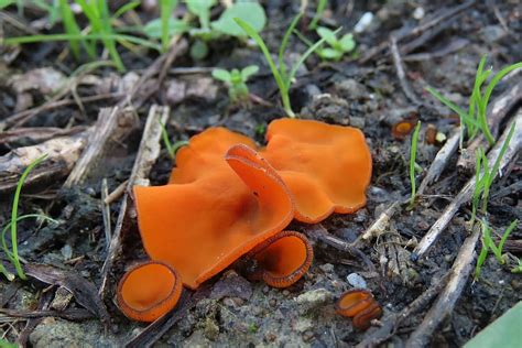 Fungi Ground Mushroom Natural Orange Color Land Vegetable Nature