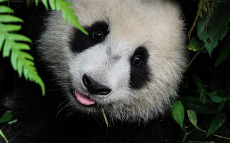 China Panda Bears Windows 10 Theme Free Wallpaper Themes