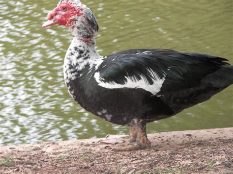 Roast the duck for 1 hour at 350 f, breast side up, then remove the duck from the oven, it should look like this after the first 1 hour of roasting: Turkey Duck | This duck looks like a turkey. He is in The Fa… | Flickr