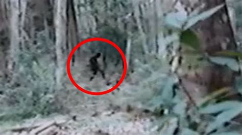 Skunk Ape Sighting Caught On Tape 2015 Youtube