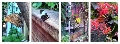 Butterfly Garden At The Boston Museum Of Science So Pretty