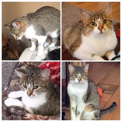 Pepito was lost on november 1, 2020 in los angeles, ca 90043 near crenshaw and florence and 73rd st. Lost & Found Dogs, Cats, and Pets in Minnesota 55309 ...