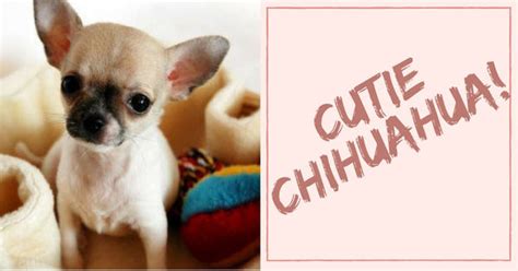 The Things You Need To Know About Chihuahuas Pet Clever