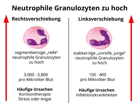 Neutrophilie Neutrophile Granulozyten Zu Hoch