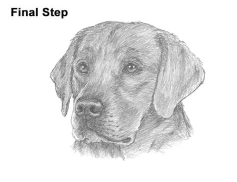 Pay attention to proportions, especially at the very beginning. How to Draw a Labrador Retriever Head VIDEO & Step-by-Step ...