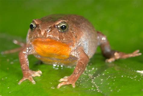Tropical lowland frogs at greater risk from climate warming than high ...