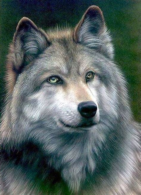 Maybe you would like to learn more about one of these? 40 Realistic Animal Pencil Drawings | Animaux, Loup gris, Loup