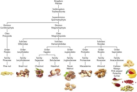 Ige Cross Reactivity Of Cashew Nut Allergens Semantic Scholar