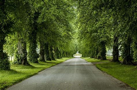 Free Image on Pixabay - Avenue, Trees, Away, Nature, Linden | Street ...