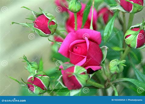 Springtime Red Roses Stock Photo Image Of Background 93345054