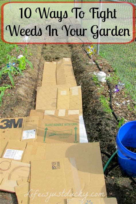 Learn how to prevent weeds from growing before they start! 14 Tips Get Rid of Weeds From the Garden Once and For all