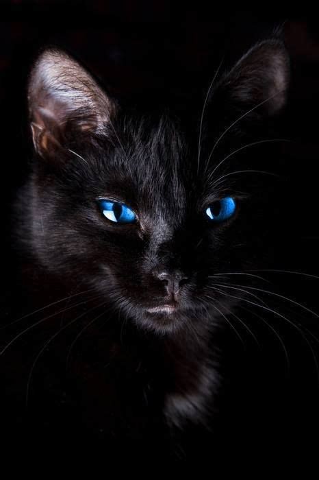 We did not find results for: black cat with blue eyes | Cats | Pinterest