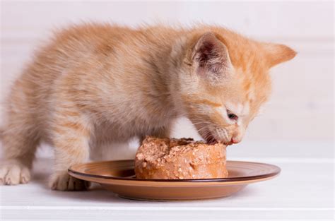 Ketahui Takaran Harian Wet Food Untuk Kucing