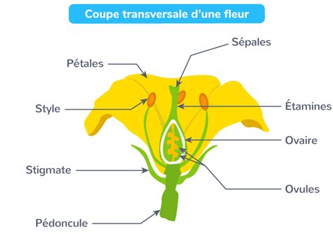 Schématiser Une Fleur Dune Plante Angiosperme Tle Exercice De