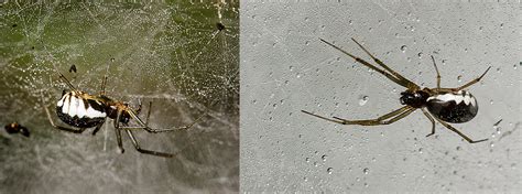 Michigan Spiders The Michigan Nature Guys Blog