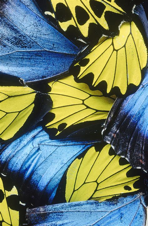 Butterfly Wing Patterns License Image 70170204 Lookphotos