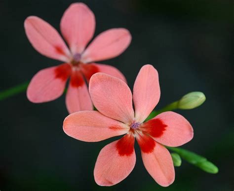 Three Pink Flowers With Green Stems In The Background