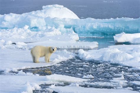 Rise In Arctic Ocean Acid Pinned On Climate Change Engadget
