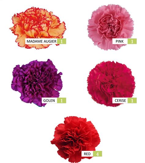 Carnation Color Meanings Photos Cantik