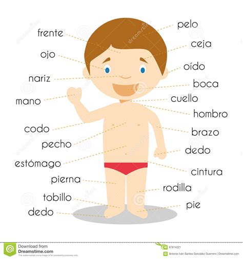 Partes Del Cuerpo En Espanol